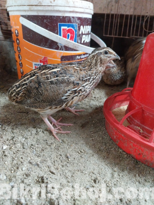 কোয়েল পাখি